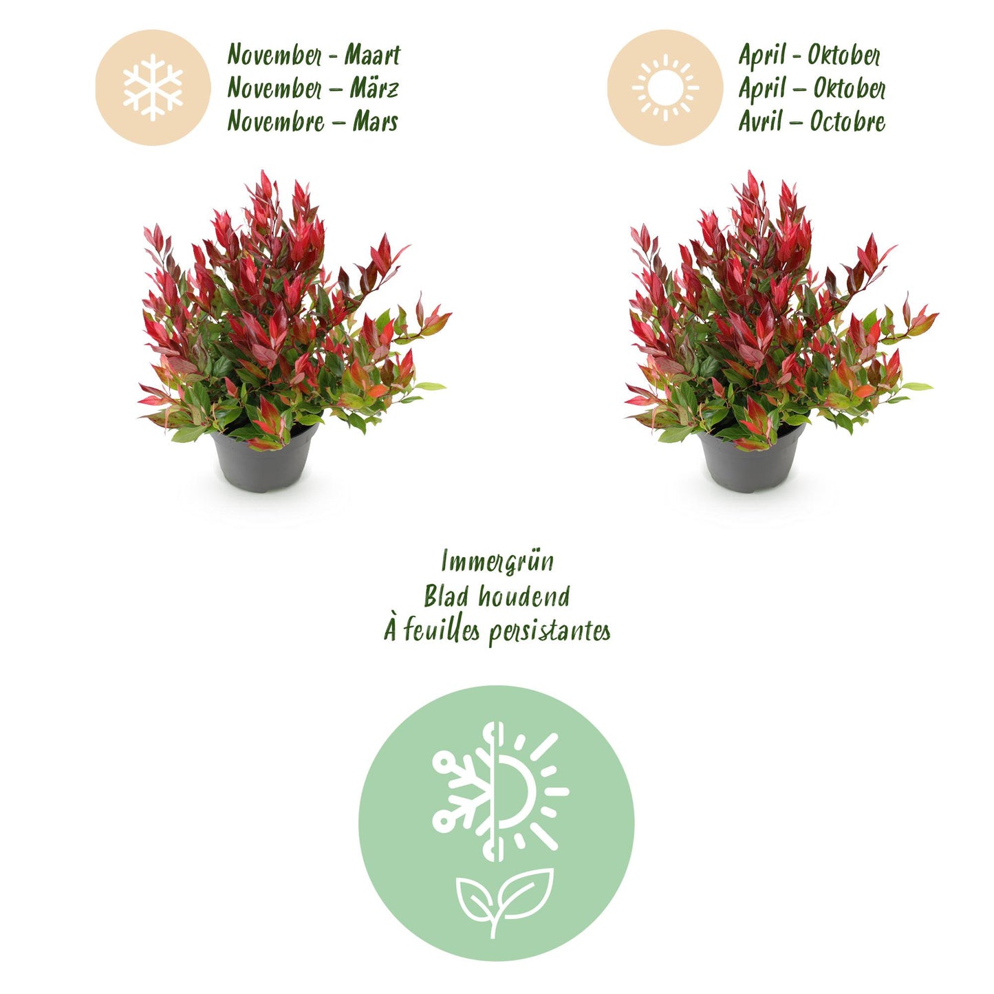GreenboutiQ - Gartenpflanze - Leucothoe Little Flame - Rot - 2 Pflanzen - Immergrün - Pflegeleicht - Topf 17cm Höhe 45cm