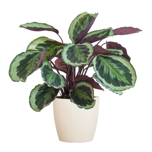 Calathea Medaillon mit Viber Weiß - 65cm - Ø21