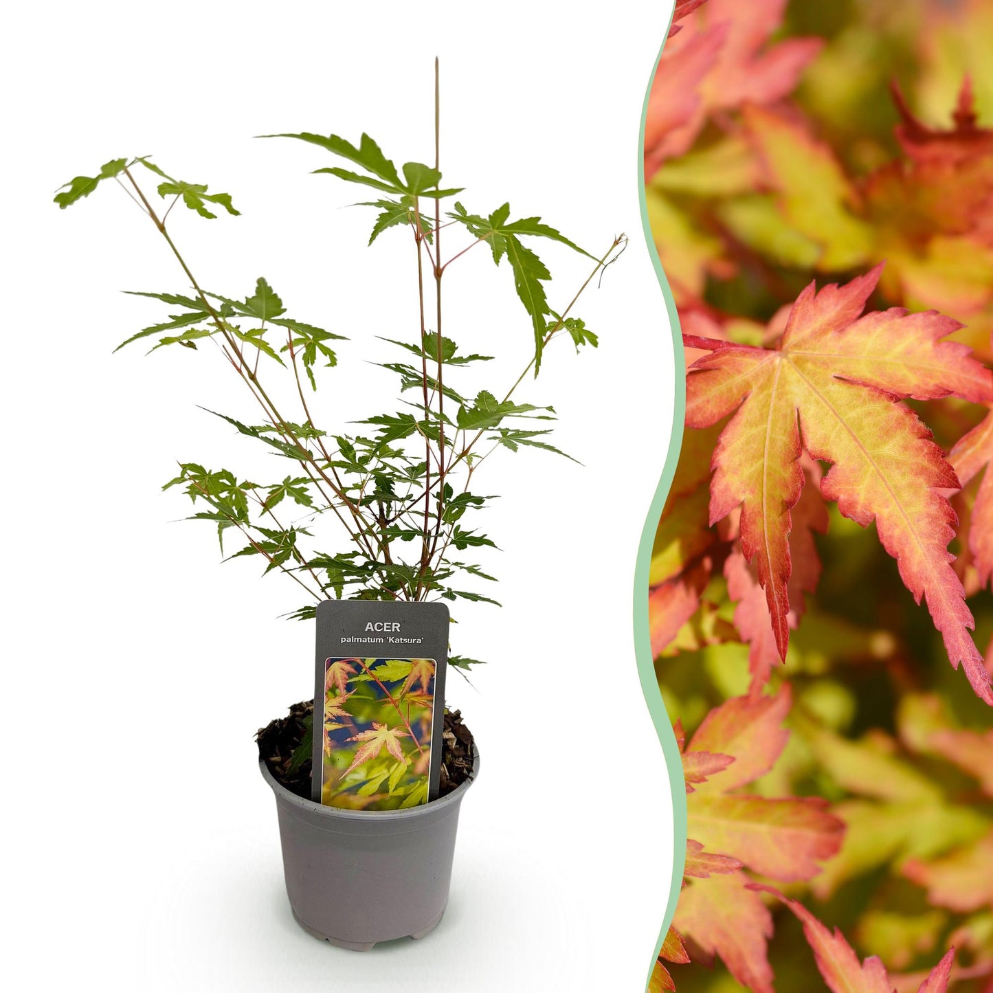 GreenboutiQ - Gartenpflanze - Acer palmatum Sangokaku - Grün - 1 Pflanze - Laubabwerfend - Wenig Pflege - Topf 12cm Höhe 35cm