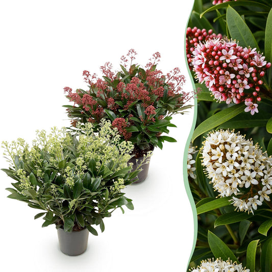 GreenboutiQ - Terrassenpflanze - Skimmia japonica Duo - Blüte Weiß & Rot - 40+ Blüten - 2 Pflanzen - Winterhart - Topf 19cm Höhe 60cm