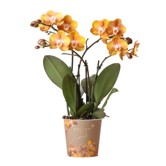 Kolibri Orchideen | Orange-goldene Phalaenopsis-Orchidee - Jewel Las Vegas - Topfgröße Ø12cm | blühende Topfpflanze - frisch vom Züchter