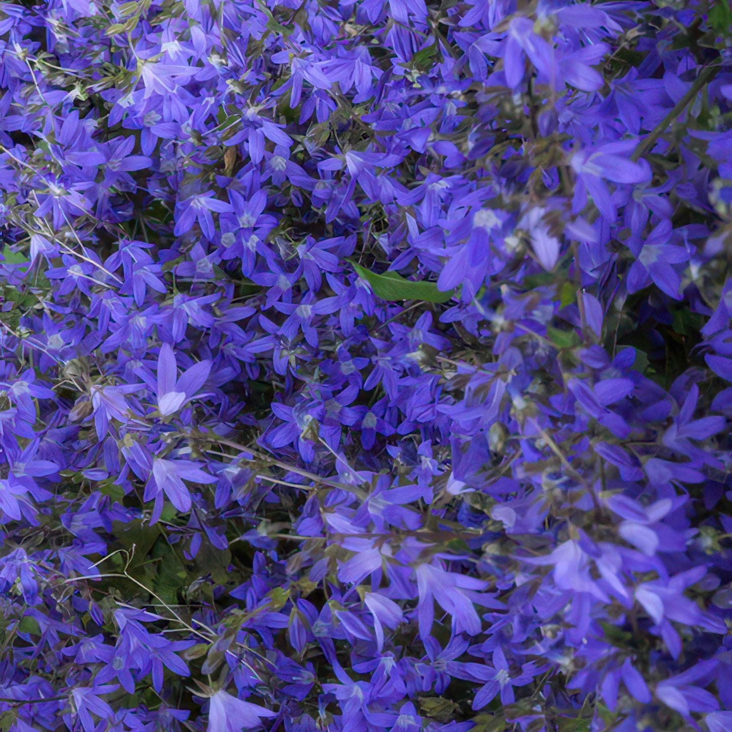24x Campanula poscharskyana 'Stella' - ↕10-25cm - Ø9cm