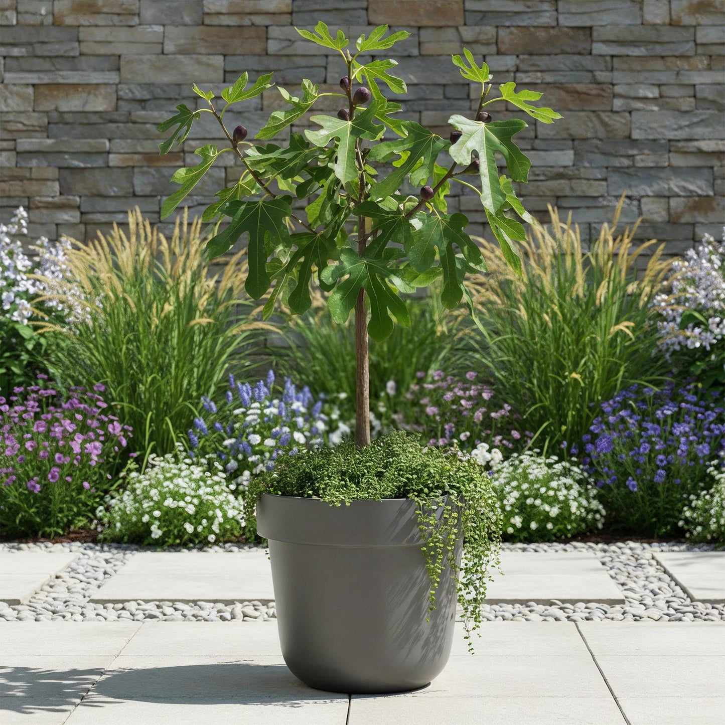 GreenboutiQ - Stamm Pflanze - Ficus carica Little Miss Figgy - Terrassen Pflanze - Laubabwerfend - Winterhart - Grüne Frucht - Topf 19cm Höhe 90cm