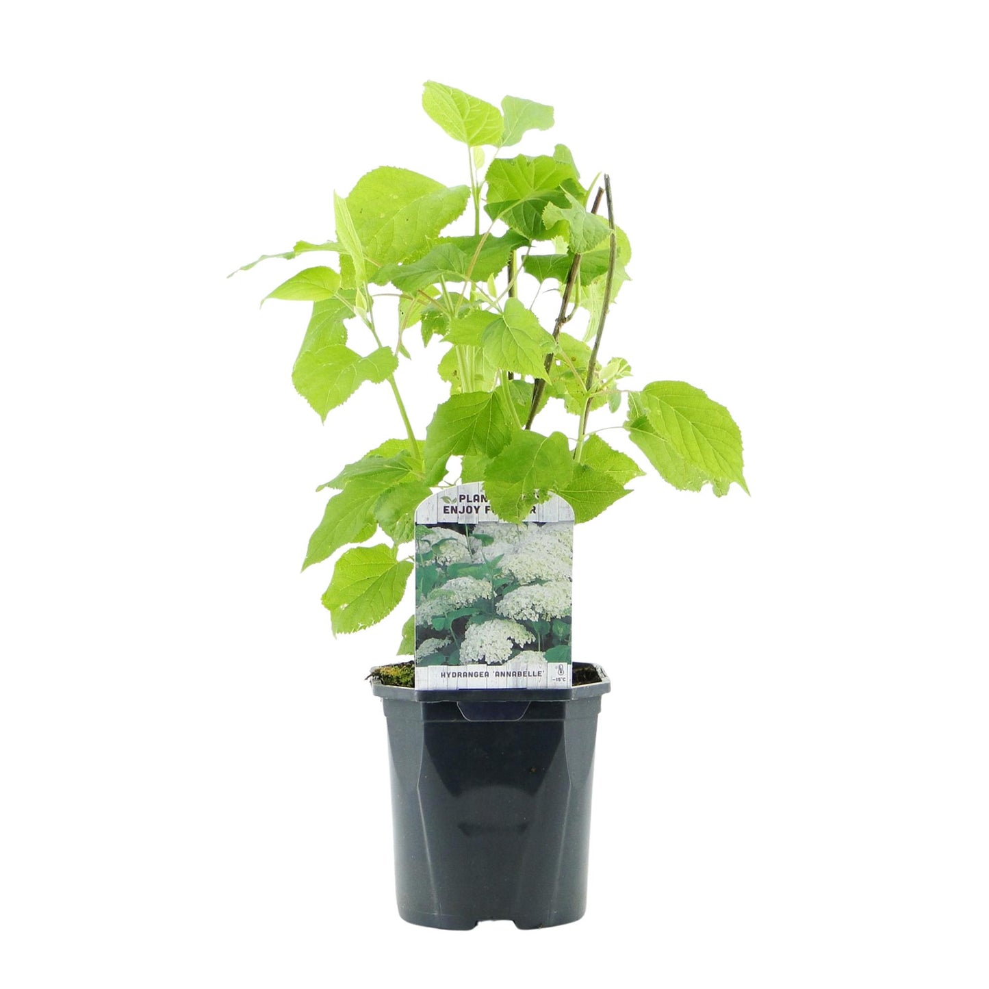 GreenboutiQ - Rispenhortensie - Hydrangea arborescens Annabelle - Blüte Weiß - 1 Pflanze - Laubabwerfend - Große Blüten - Topf 17cm Höhe 50cm