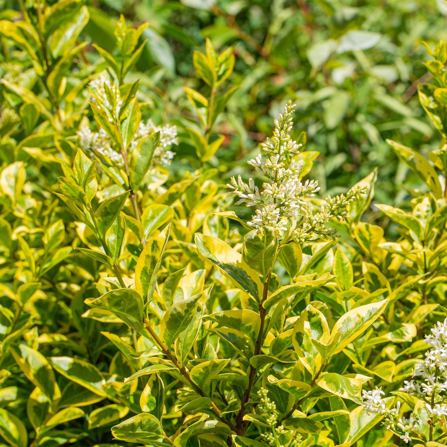 GreenboutiQ - Heckenpflanzen - Ligustrum ovalifolium Aureum - Blätter gelb grün - 8 Pflanzen - 1 laufender Meter - immergrün - Topf 9cm Höhe 35-40cm