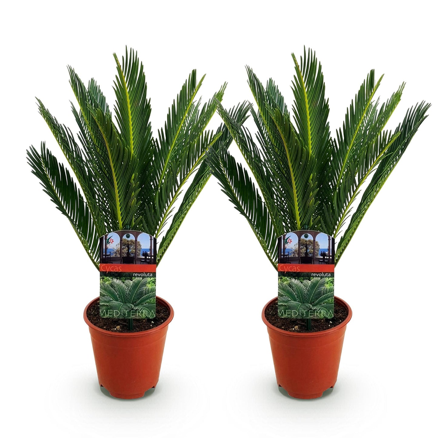 Green boutiQ - Zimmerpflanze - Cycas revoluta - Palmenfarn - Wenig Pflege - Grün - 2 - Topf 14cm - Höhe 45cm