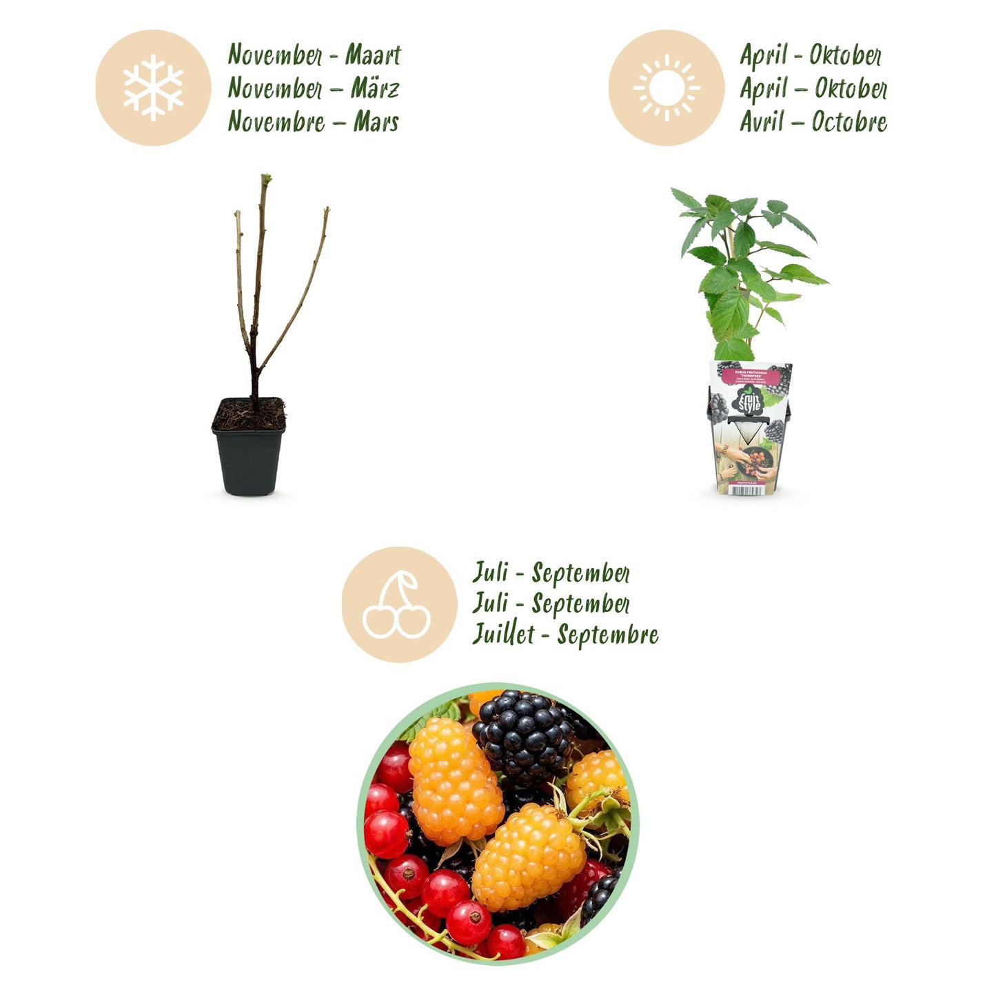 GreenboutiQ - Obstpflanzen - Tricolour - Rote Johannisbeere - Gelbe Himbeere - Schwarze Brombeere - Winterhart - 3 Pflanzen - Topf 9cm