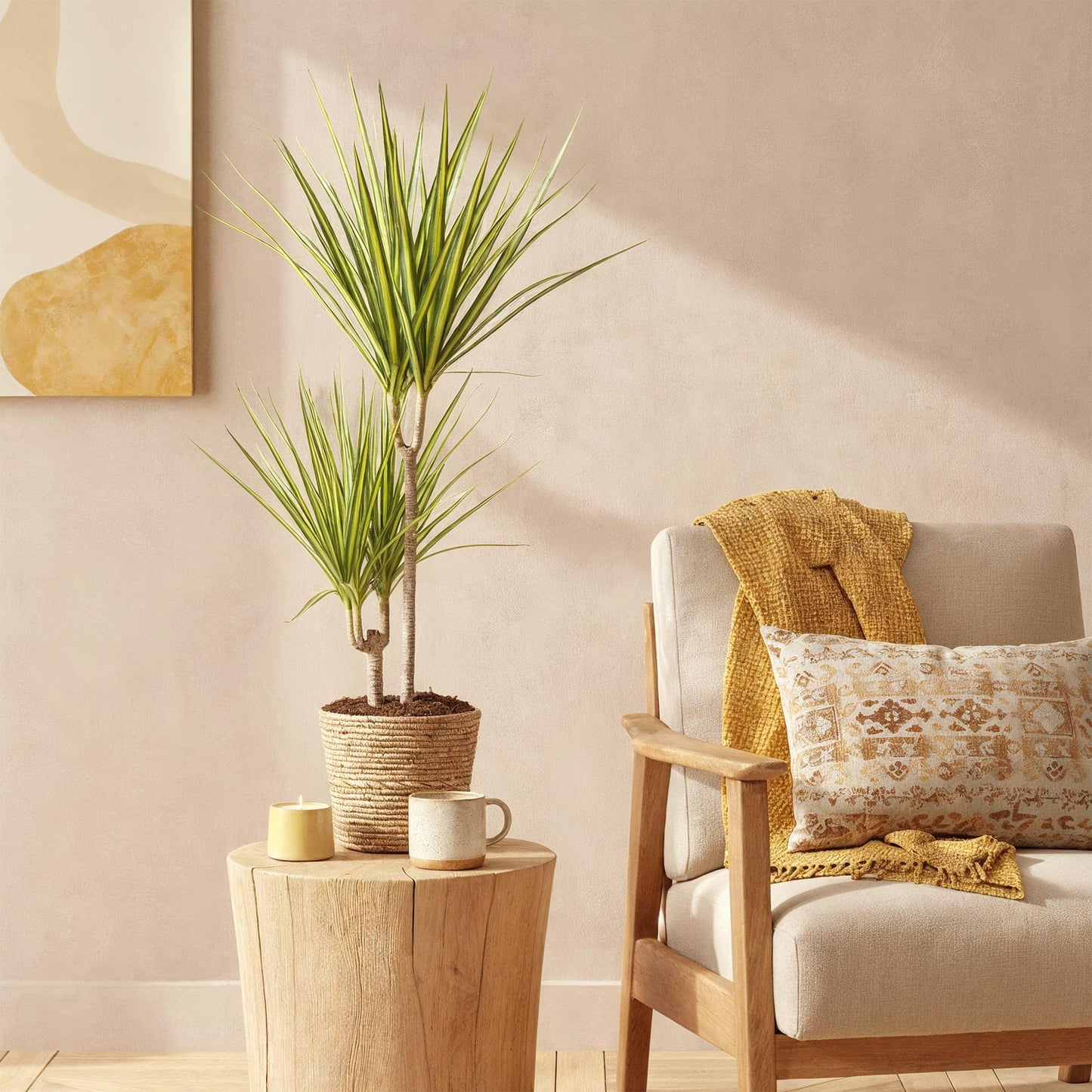 Green boutiQ - Zimmerpflanzen - Dracaena Sunray - Drachenbaum - Wenig Pflege - mit Korb - Grün - Gelb - 1 Pflanze - Topf 17cm - Höhe 70-75cm