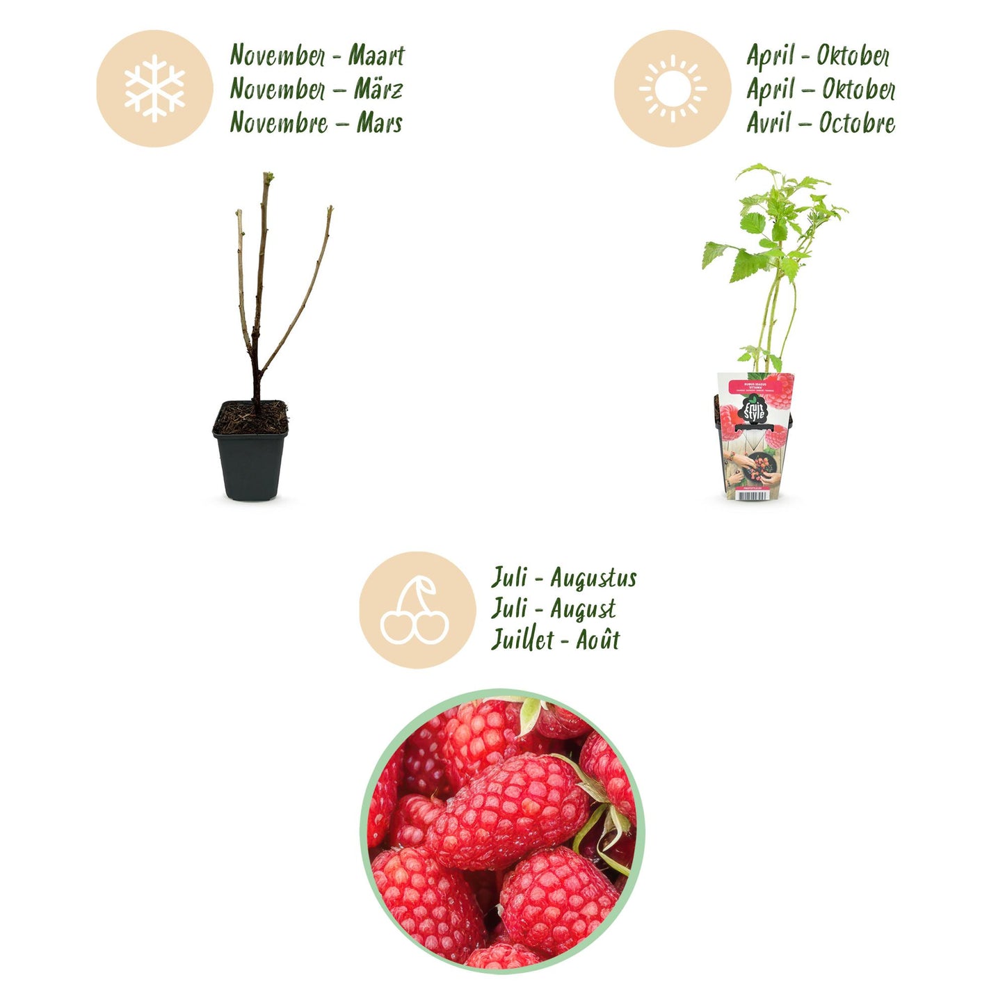 GreenboutiQ - Obstpflanzen - Himbeere - Rubus idaeus Heritage - Winterhart - 3 Pflanzen - Topf 9 cm - Rote Himbeere