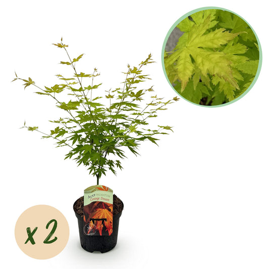GreenboutiQ - Balkonpflanze - Japanischer Ahorn - Acer palmatum Orange Dream - Orange - 2 Pflanzen - Laubabwerfend - Topf 19cm Höhe 70cm