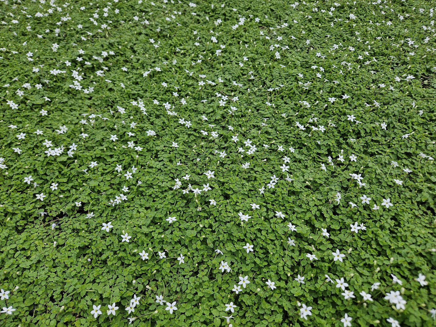 60x Isotoma fluviatilis 'Alba'- ↕10-25cm - Ø9cm