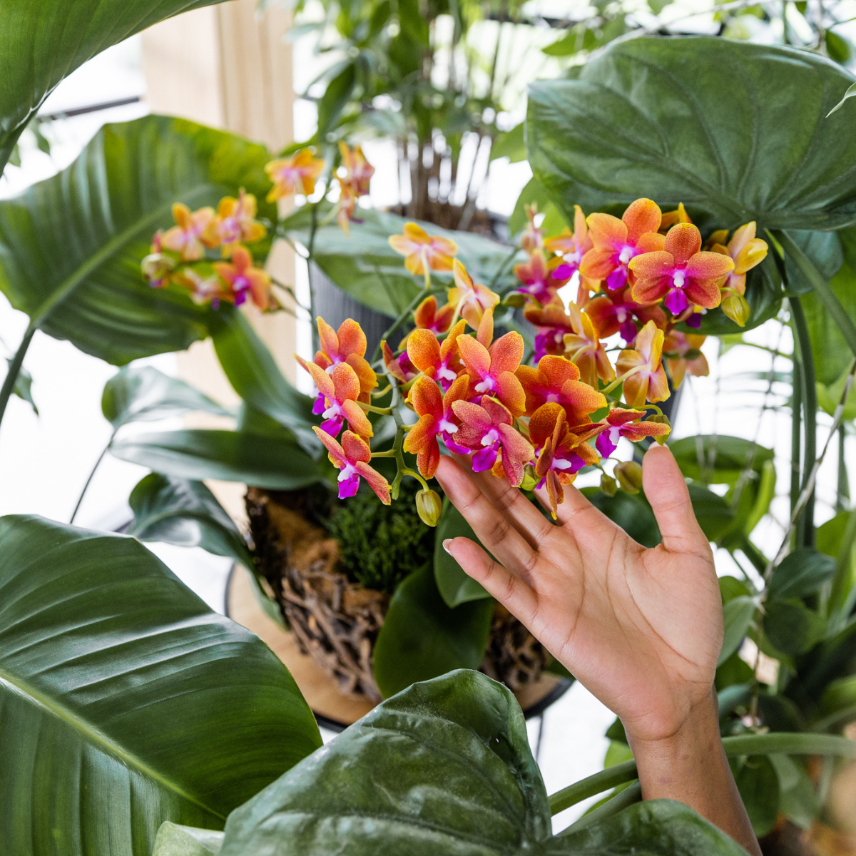 Kolibri Orchids | KOMBI ANGEBOT von 4 duftenden orangefarbenen Phalaenopsis-Orchideen - Topfgröße Ø12cm | blühende Zimmerpflanze - frisch vom Züchter