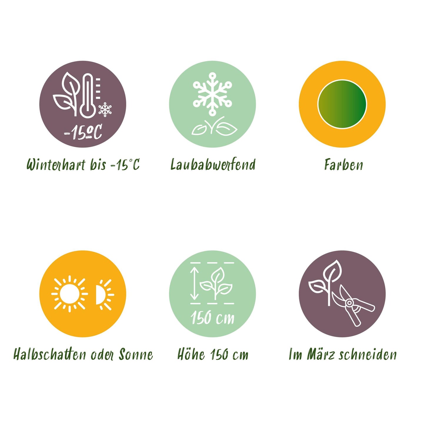 GreenboutiQ - Gartenpflanze - Acer palmatum Emerald Lace - Grün - 3 Pflanzen - Laubabwerfend - Wenig Pflege - Topf 12cm Höhe 35cm