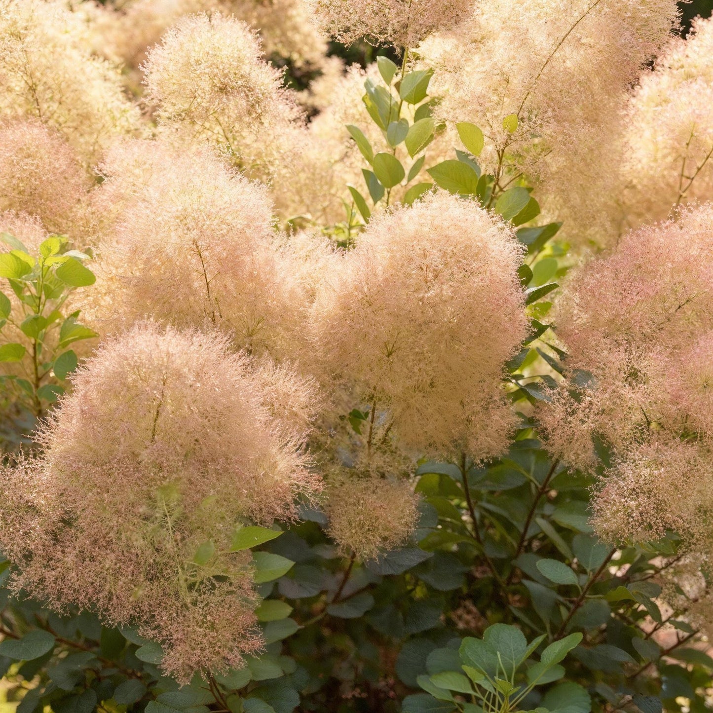 GreenboutiQ - Gartenpflanze - Cotinus coggyria Young Lady - Grün 3 Pflanzen - Laubabwerfend - Wenig Pflege - Topf 12cm Höhe 35cm