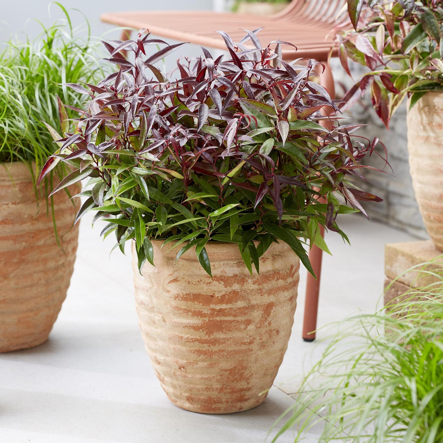 GreenboutiQ - Gartenpflanze - Leucothoe Burning Love - Rot - 2 Pflanzen - Immergrün - Wenig Pflege - Topf 17cm Höhe 45cm