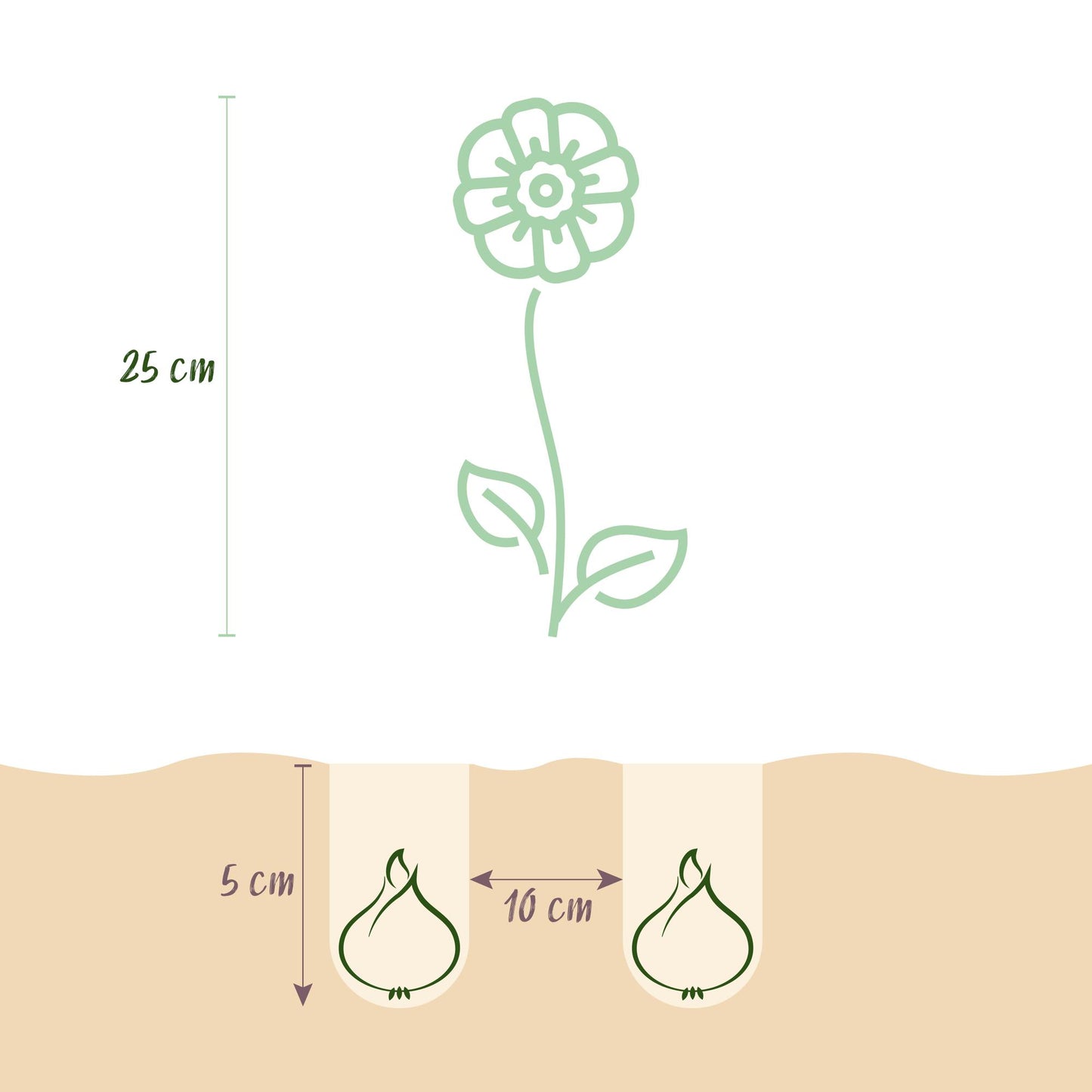 GreenboutiQ - Blumenzwiebeln - Anemone de Caen Mix - Verschiedene Farben - 30 Stück - Zwiebelgröße 5/6 - XXL Pack