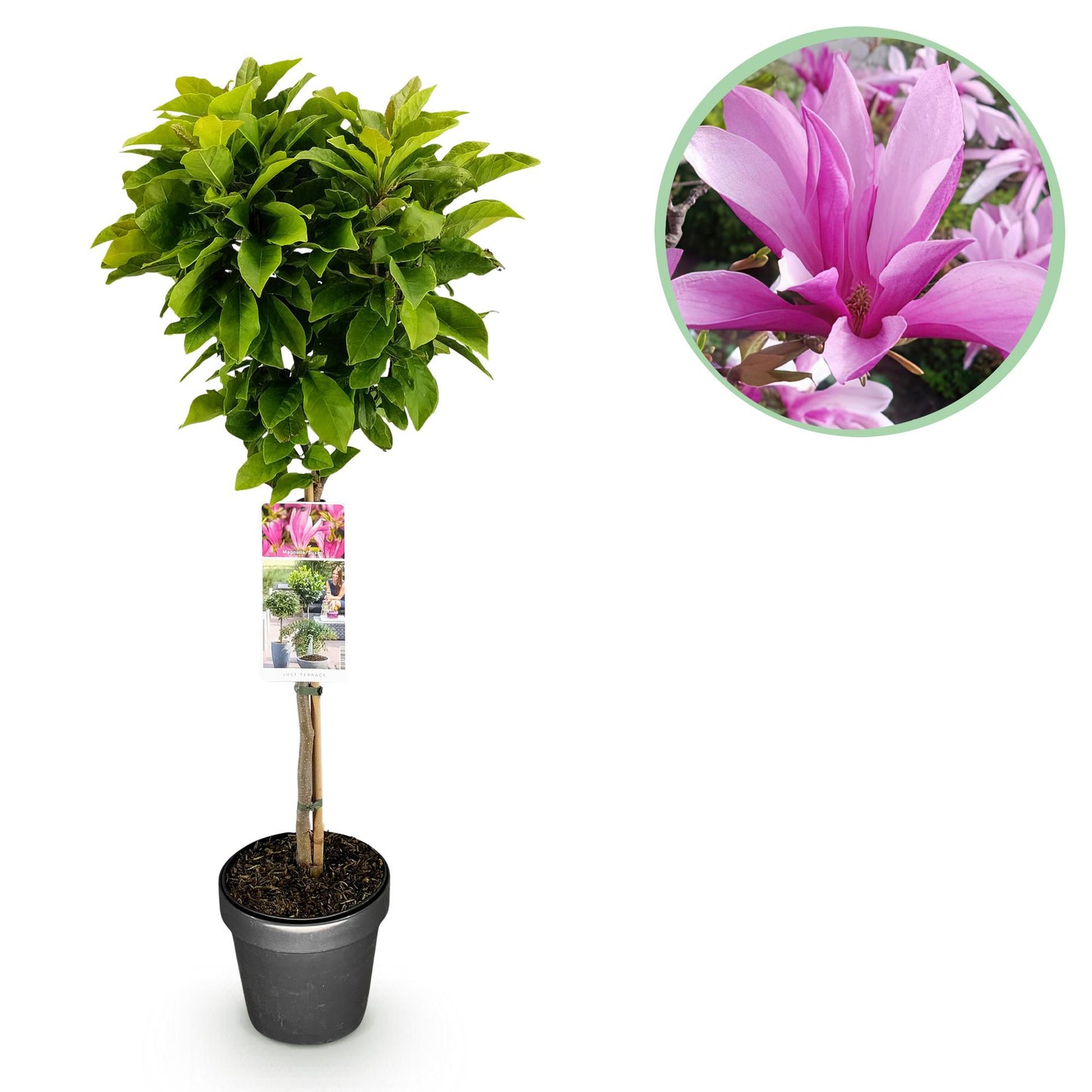 GreenboutiQ - Stamm-Pflanze - Magnolia Susan - Terrassenpflanze - Laubabwerfend - Winterhart - Rosa Blüte - Topf 19cm Höhe 90cm