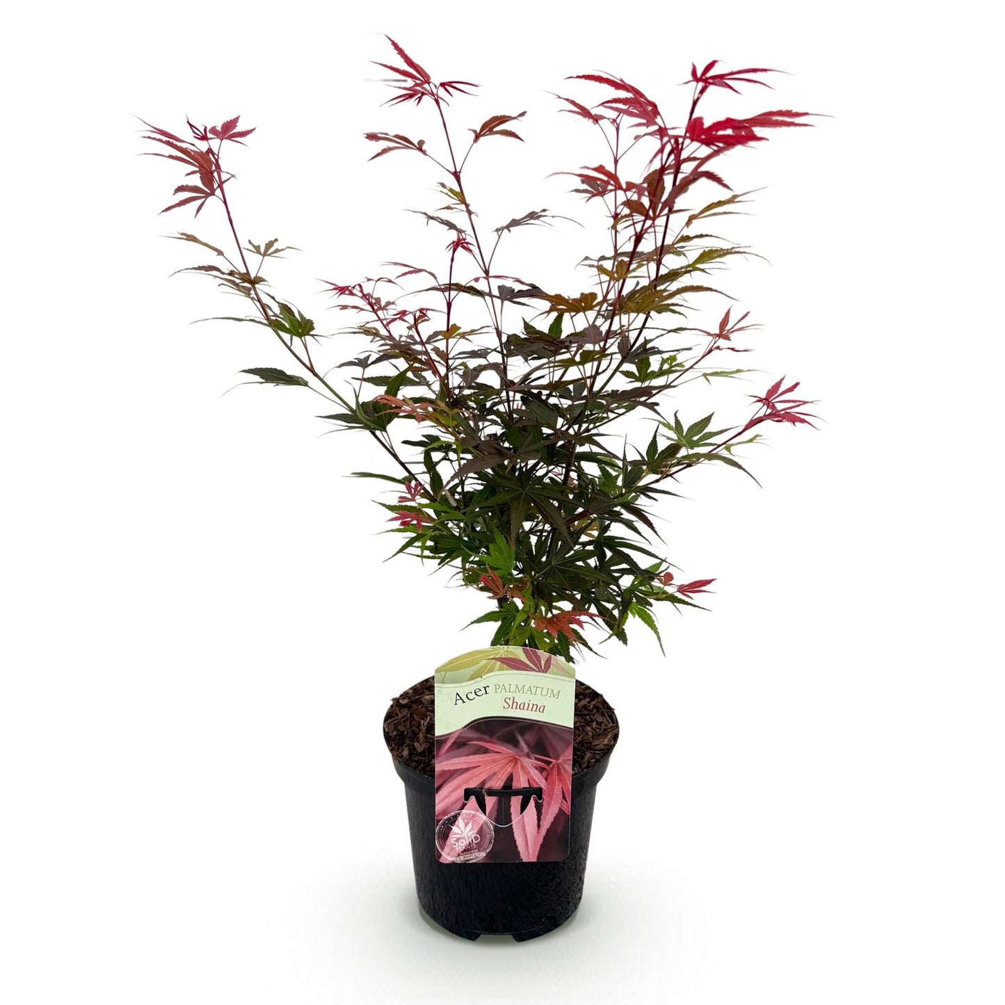 GreenboutiQ - Balkonpflanze - Japanischer Ahorn - Acer palmatum Shaina - Rot - 1 Pflanze - Laubabwerfend - Topf 19cm Höhe 70cm