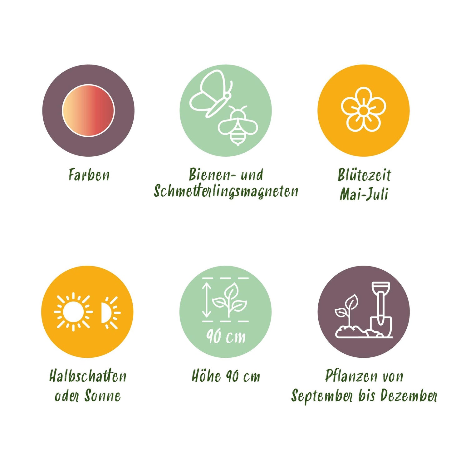 GreenboutiQ - Blumenzwiebeln - Allium Siculum - Farbe Rosa - 30 Stück - Zwiebelgröße 8/10 - XXL Pack