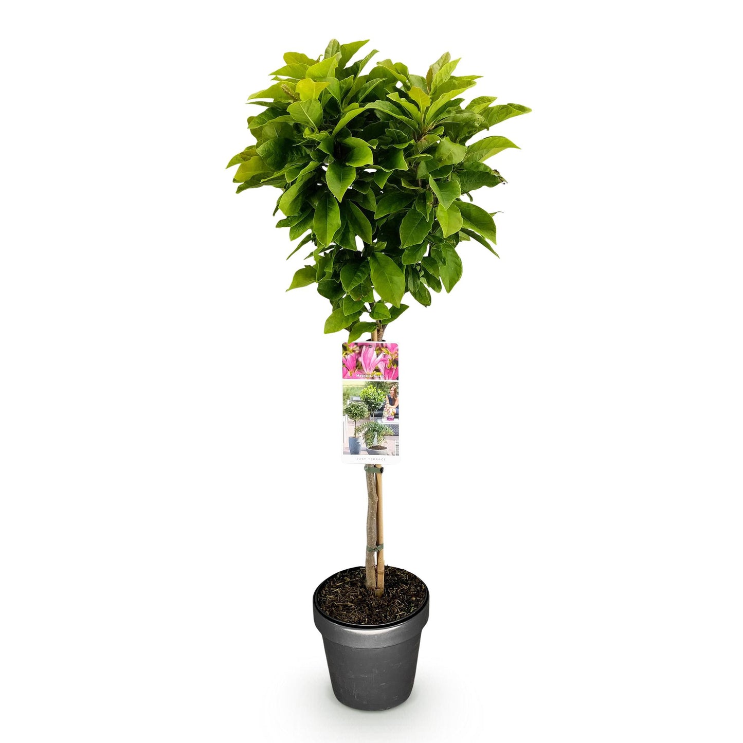 GreenboutiQ - Stamm-Pflanze - Magnolia Susan - Terrassenpflanze - Laubabwerfend - Winterhart - Rosa Blüte - Topf 19cm Höhe 90cm