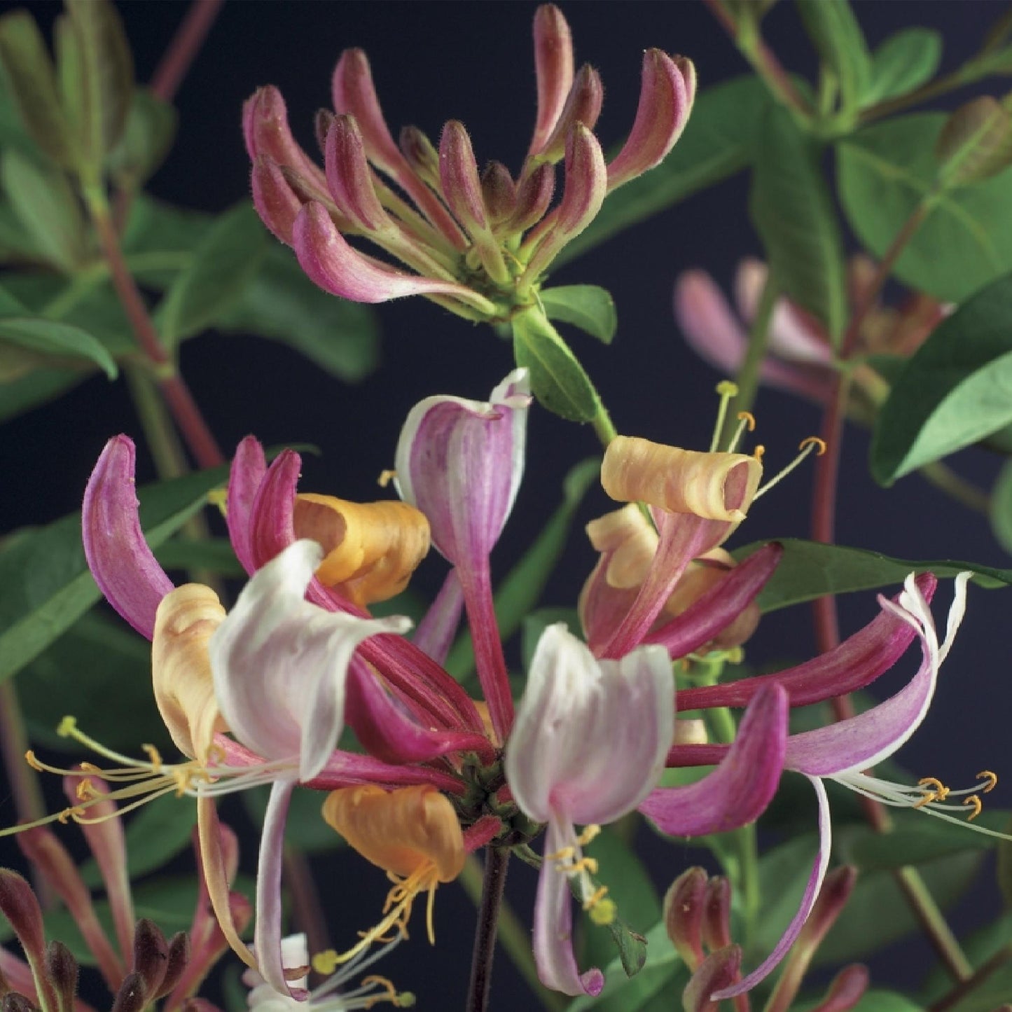 GreenboutiQ - Geißblatt - Lonicera Serotina - Blüte Rosa mit Weiß - Wenig Pflege - 2 Pflanzen - Topf 11cm Höhe 40cm