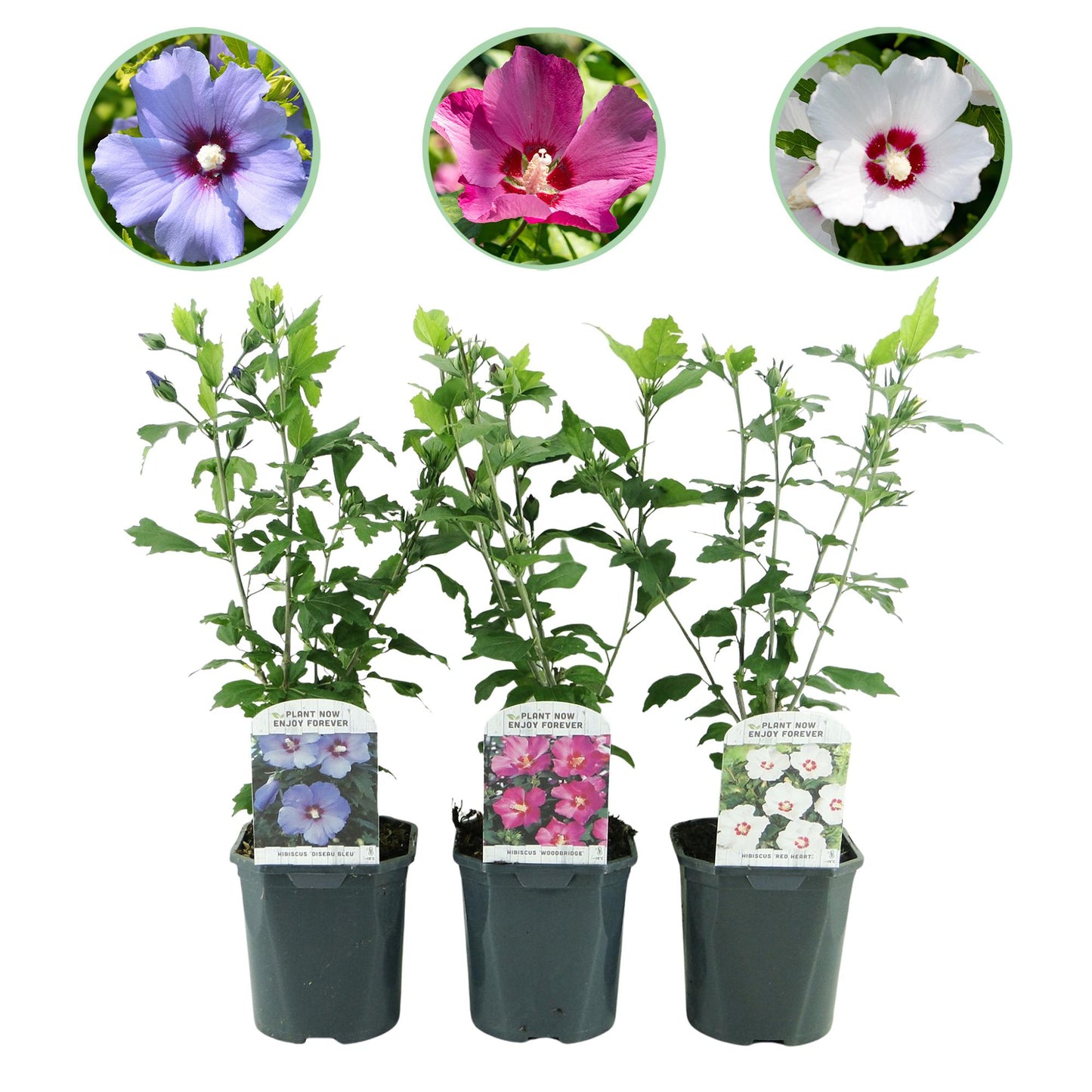 GreenboutiQ - Sträucher - Hibiscus syriacus Tricolour - Blüte Rosa, Weiß und Blau - 3 Pflanzen - Laubabwerfend - Wenig Pflegeaufwand - Topf 17cm Höhe 45cm