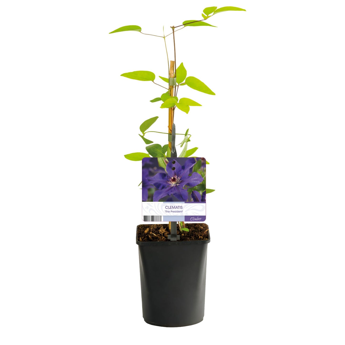 GreenboutiQ - Kletterpflanze - Clematis The President - Blüte Rosa - Wenig Pflege - 2 Pflanzen - Topf 11cm Höhe 40cm