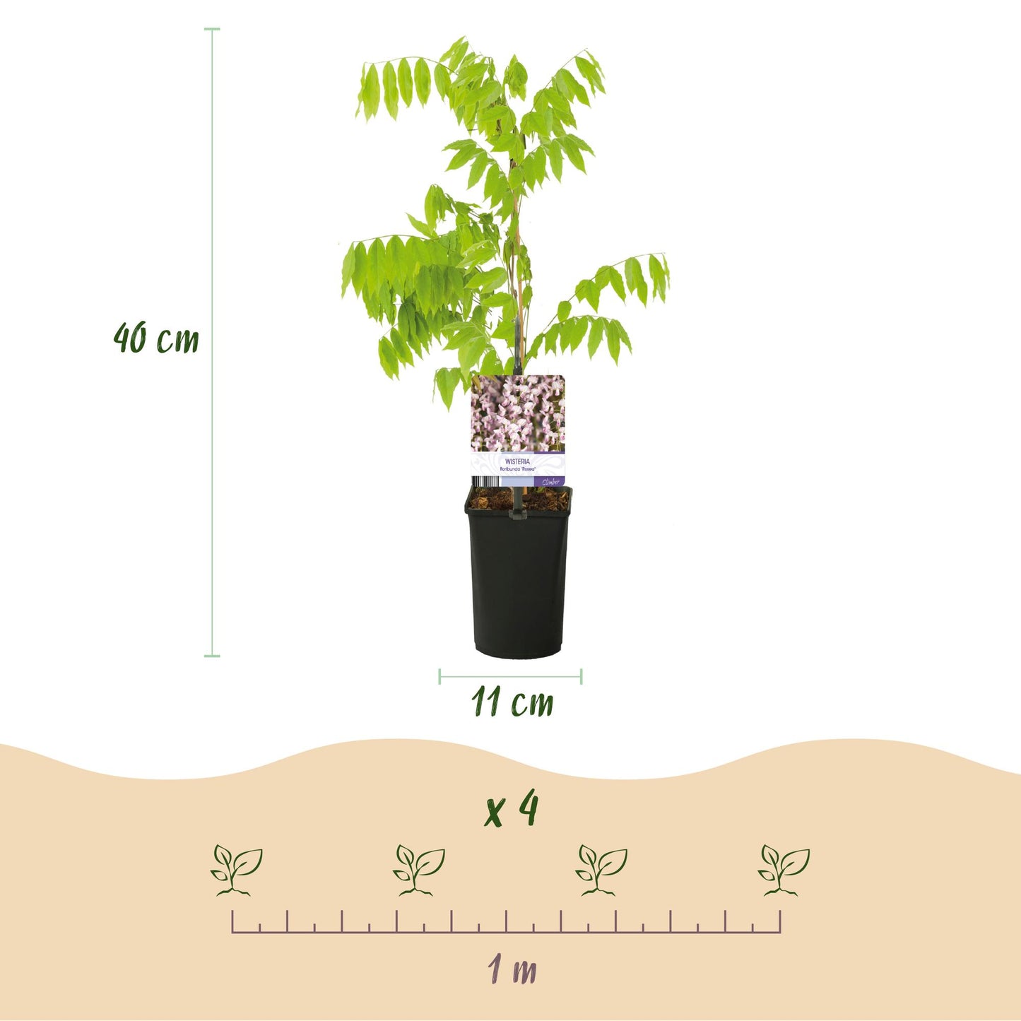GreenboutiQ - Blauregen - Wisteria floribunda Rosea - Blüte rosa - 1 Pflanze - Topf 11cm Höhe 40cm