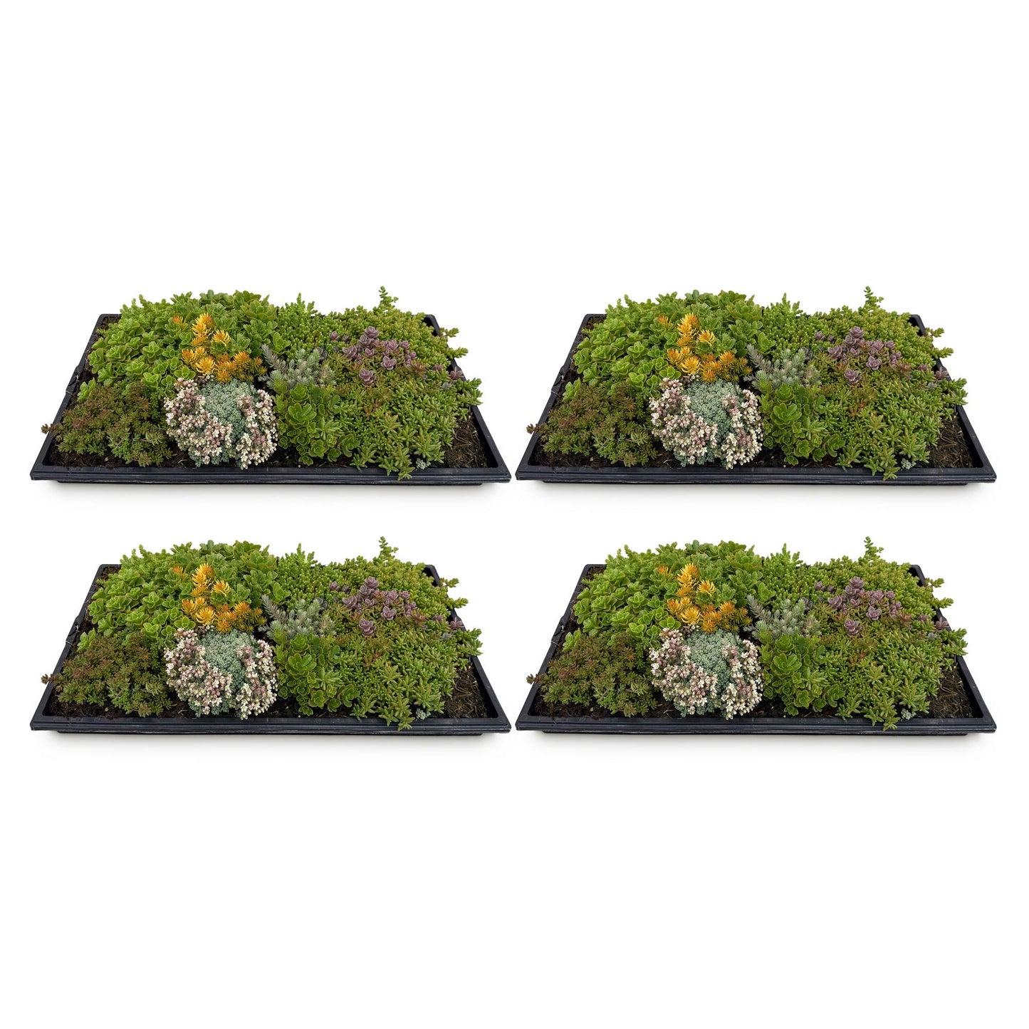 GreenboutiQ - Bodendecker - Winterhart - Sedummatte - Besteht aus 10 Sorten - X4 - Wenig Pflege - Länge 50cm Breite 30cm