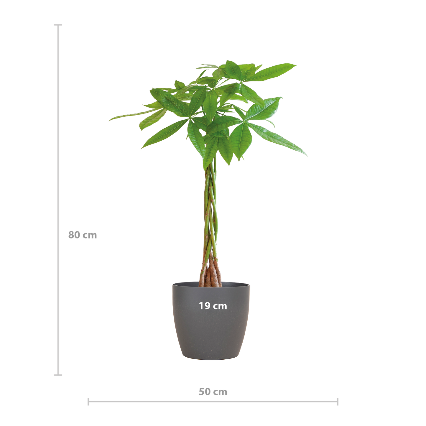 Pachira Aquatica mit Viber Grau - 80cm - Ø21