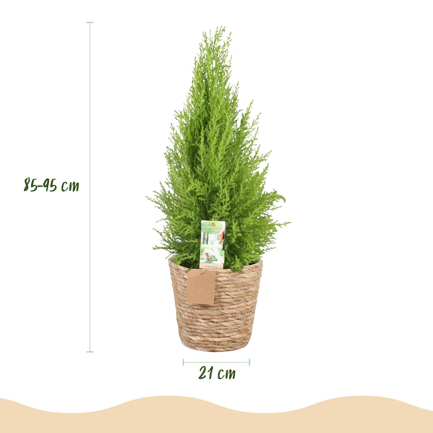 Green boutiQ - Zimmerpflanzen - Cupressus Gold Crest Wilma - Zimmerkonifere - Wenig Pflege - mit Korb - Grün - 1 Pflanze - Topf 21cm - Höhe 85-95cm