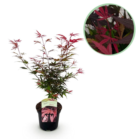GreenboutiQ - Balkonpflanze - Japanischer Ahorn - Acer palmatum Shaina - Rot - 1 Pflanze - Laubabwerfend - Topf 19cm Höhe 70cm