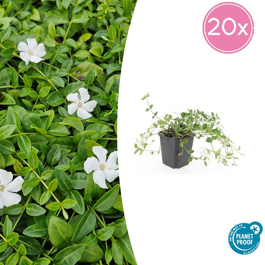 20x Vinca minor 'Gertrude Jekyll' - ↕10-25cm - Ø9cm