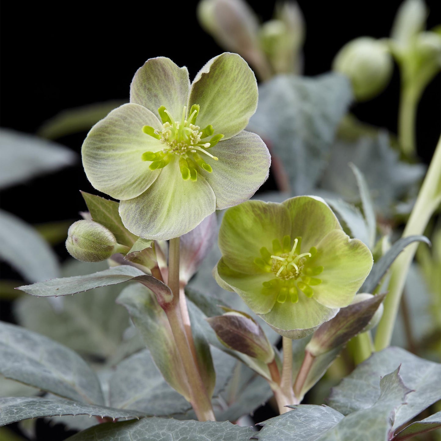 GreenboutiQ - Gartenpflanze - Lenten Rose - Helleborus sternii Silver Dollar - Grüne Blüte - 2 Pflanzen - Immergrün - Topf 14cm Höhe 35cm