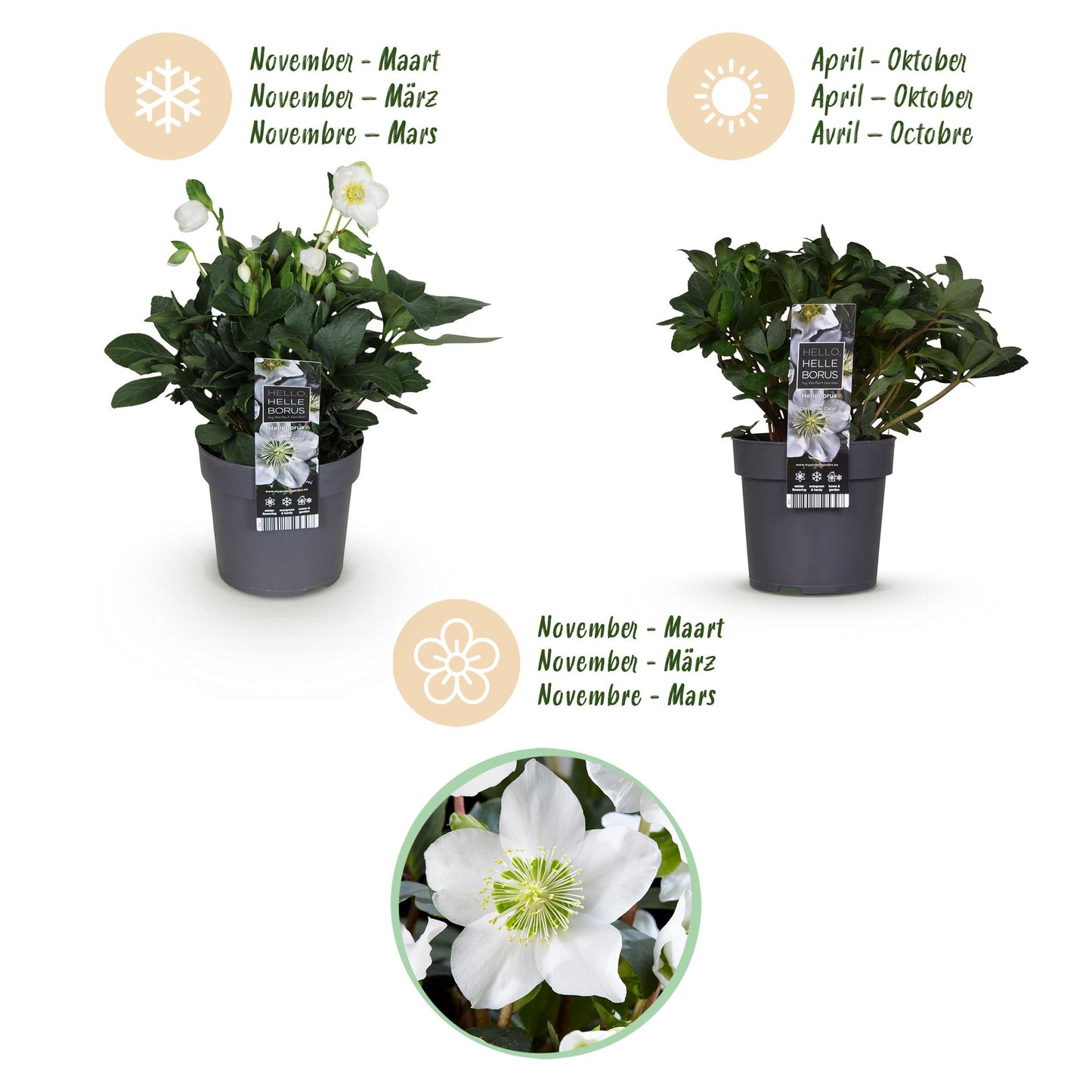 GreenboutiQ - Gartenpflanze - Weihnachtsrose - Helleborus Christmas Carol - Weiße Blüte - 1 Pflanze - Immergrün - Topf 14cm Höhe 30cm
