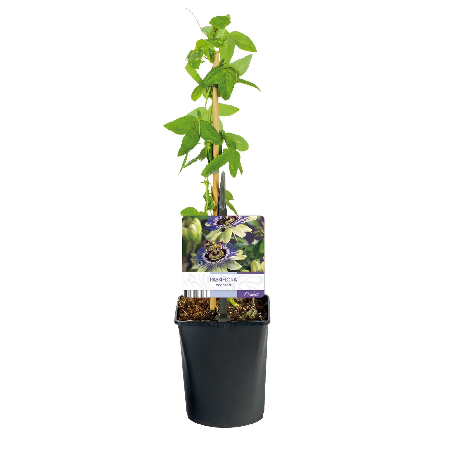GreenboutiQ - Passionsblume - Passiflora caerulea - Blüte Blau mit Grün Weiß - Wenig Pflege - 2 Pflanzen - Topf 11cm Höhe 40cm