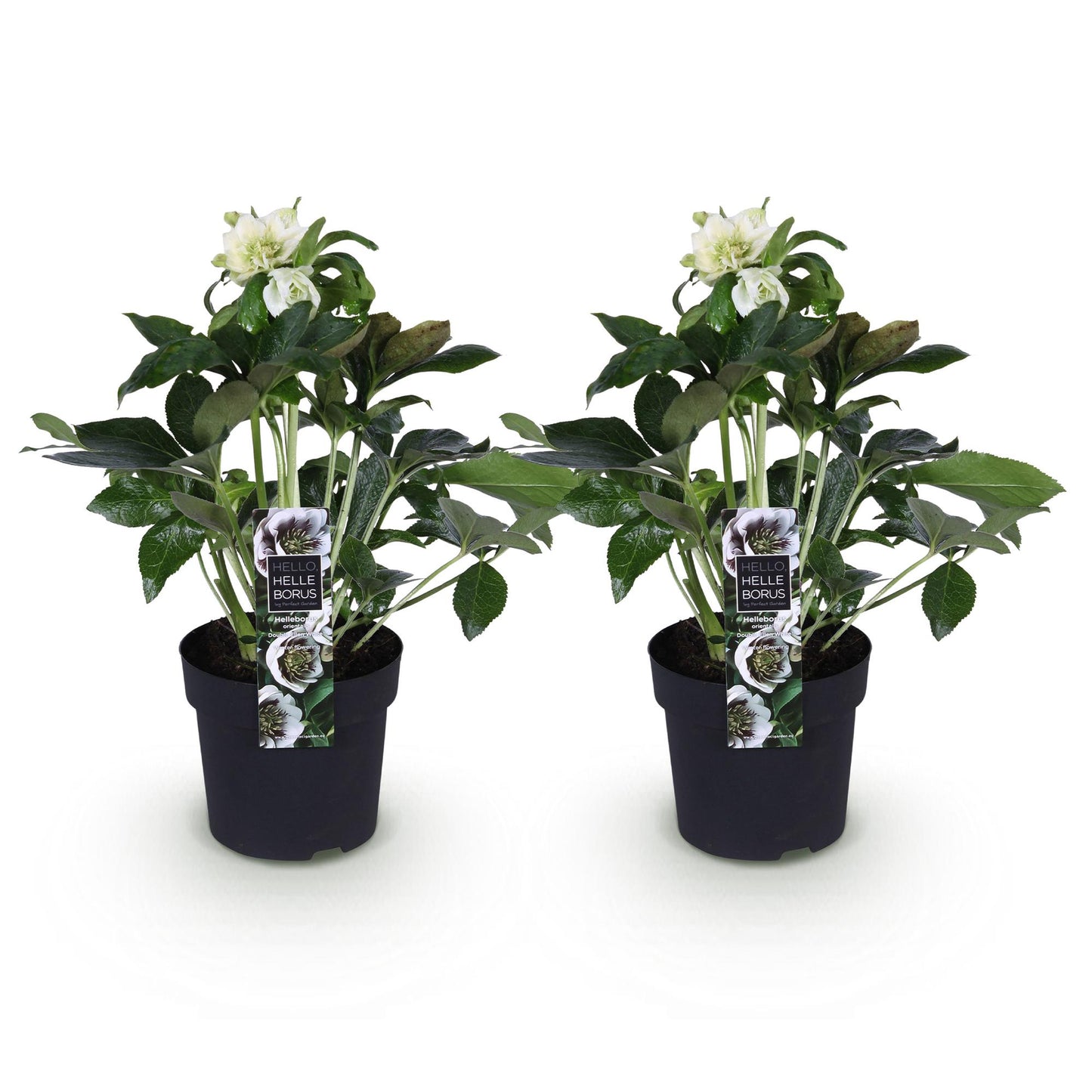 GreenboutiQ - Gartenpflanze - Lenzrose - Helleborus orientalis Double Ellen White - Weiße Blüte - 2 Pflanzen - Immergrün - Topf 14cm Höhe 35cm