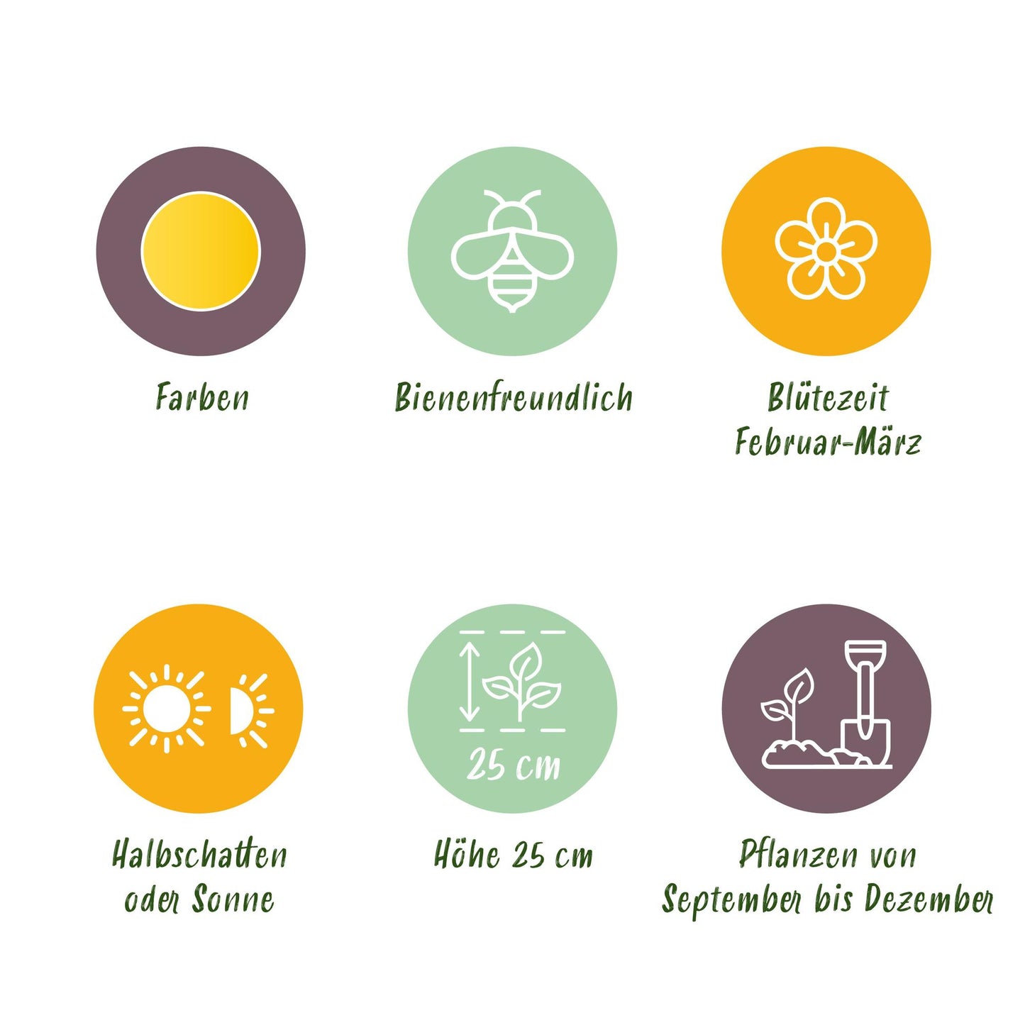 GreenboutiQ - Blumenzwiebeln - Eranthis Cilicica - Farbe Gelb - 25 Stück - Zwiebelgröße 4/5 - XXL Pack