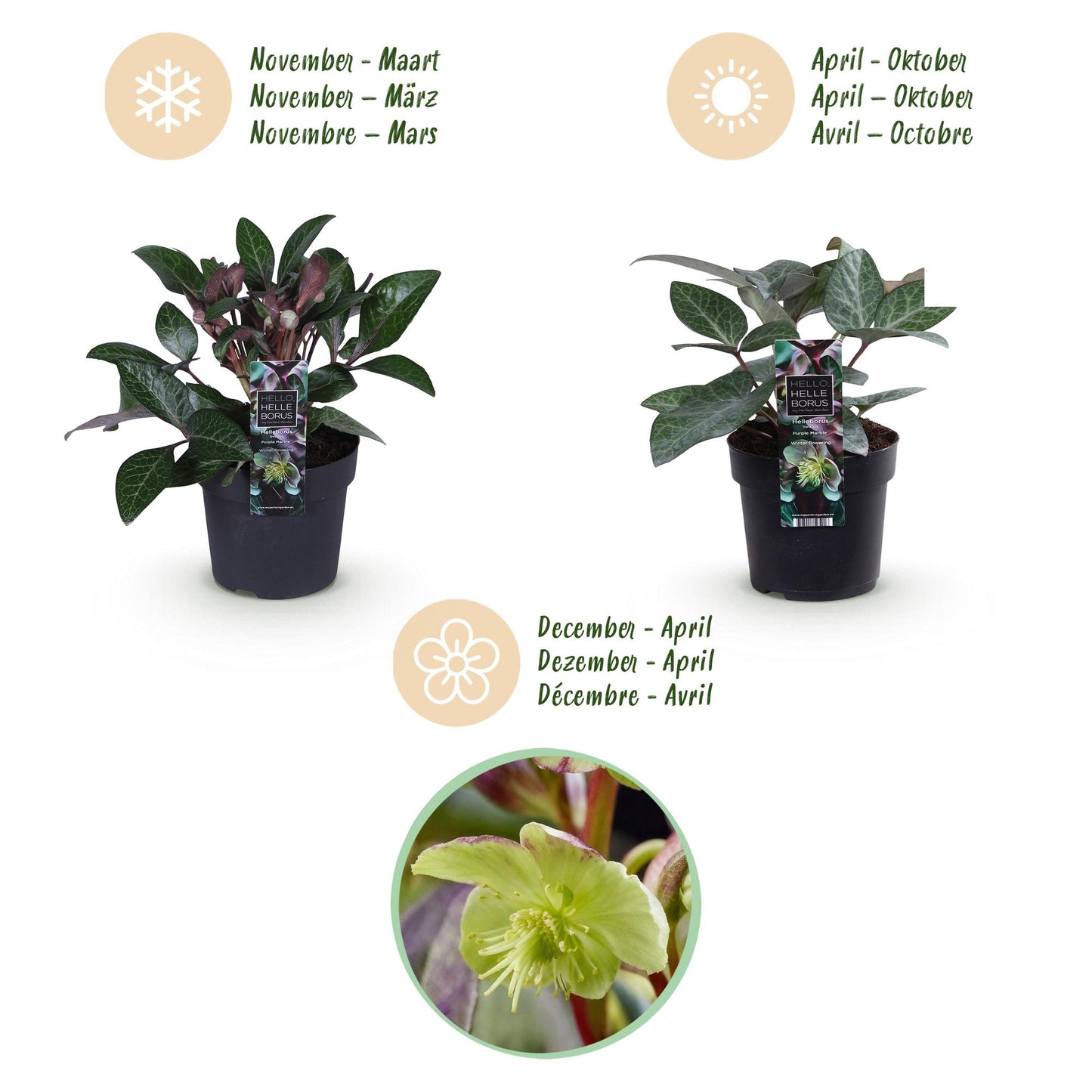 GreenboutiQ - Gartenpflanze - Lenzrose - Helleborus lividus Purple Marble - Lila Blüte - 2 Pflanzen - Immergrün - Topf 14cm Höhe 35cm