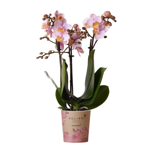 Kolibri Orchids | Rosa Phalaenopsis Orchidee - Andorra - Topfgröße Ø9cm | blühende Zimmerpflanze - frisch vom Züchter