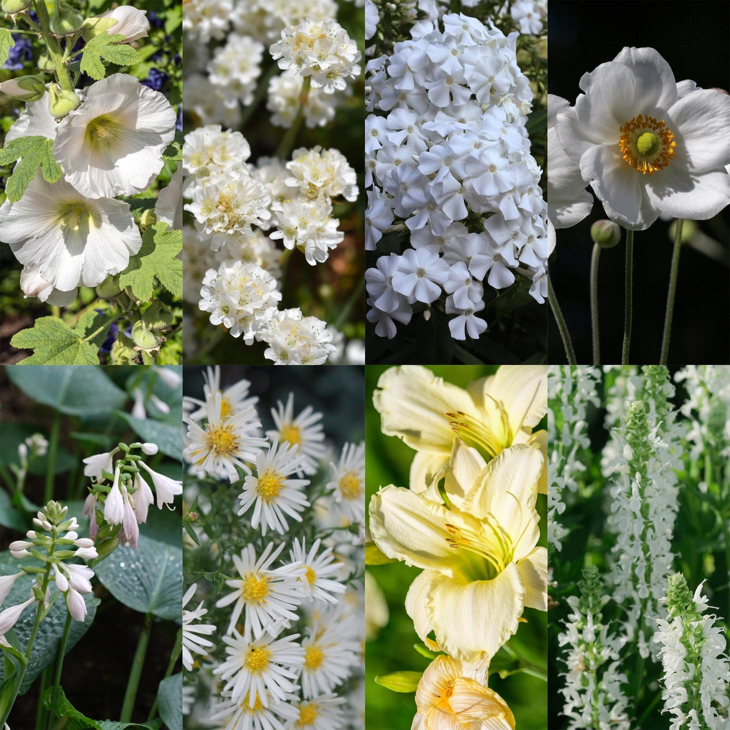 GreenboutiQ - Staudenpakket - Farbe Weiß - 8 Stauden - Für 1 m2 - Verschiedene Farben - Wenig Pflege - Topf 11cm