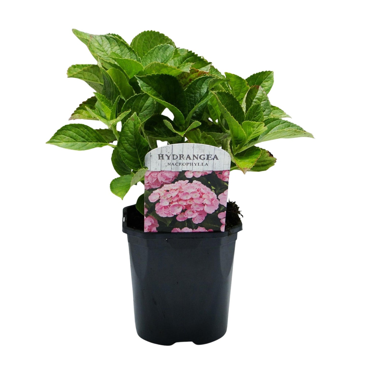 GreenboutiQ - Hortensie - Hydrangea macrophylla Pink - Blüte Rosa - 1 Pflanze - Laubabwerfend - Wenig Pflege - Topf 17cm Höhe 30cm