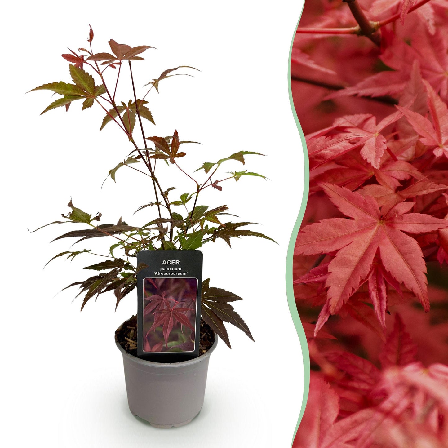 GreenboutiQ - Gartenpflanze - Acer palmatum Atropurpureum - Lila - 1 Pflanze - Laubabwerfend - Wenig Pflege - Topf 12cm Höhe 35cm