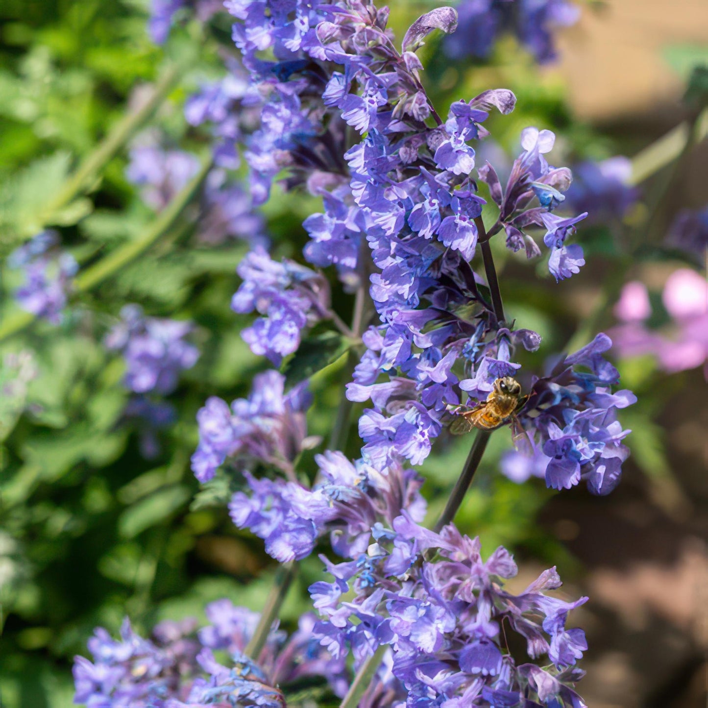 20x Nepeta 'Six Hills Giant' - ↕10-25cm - Ø9cm