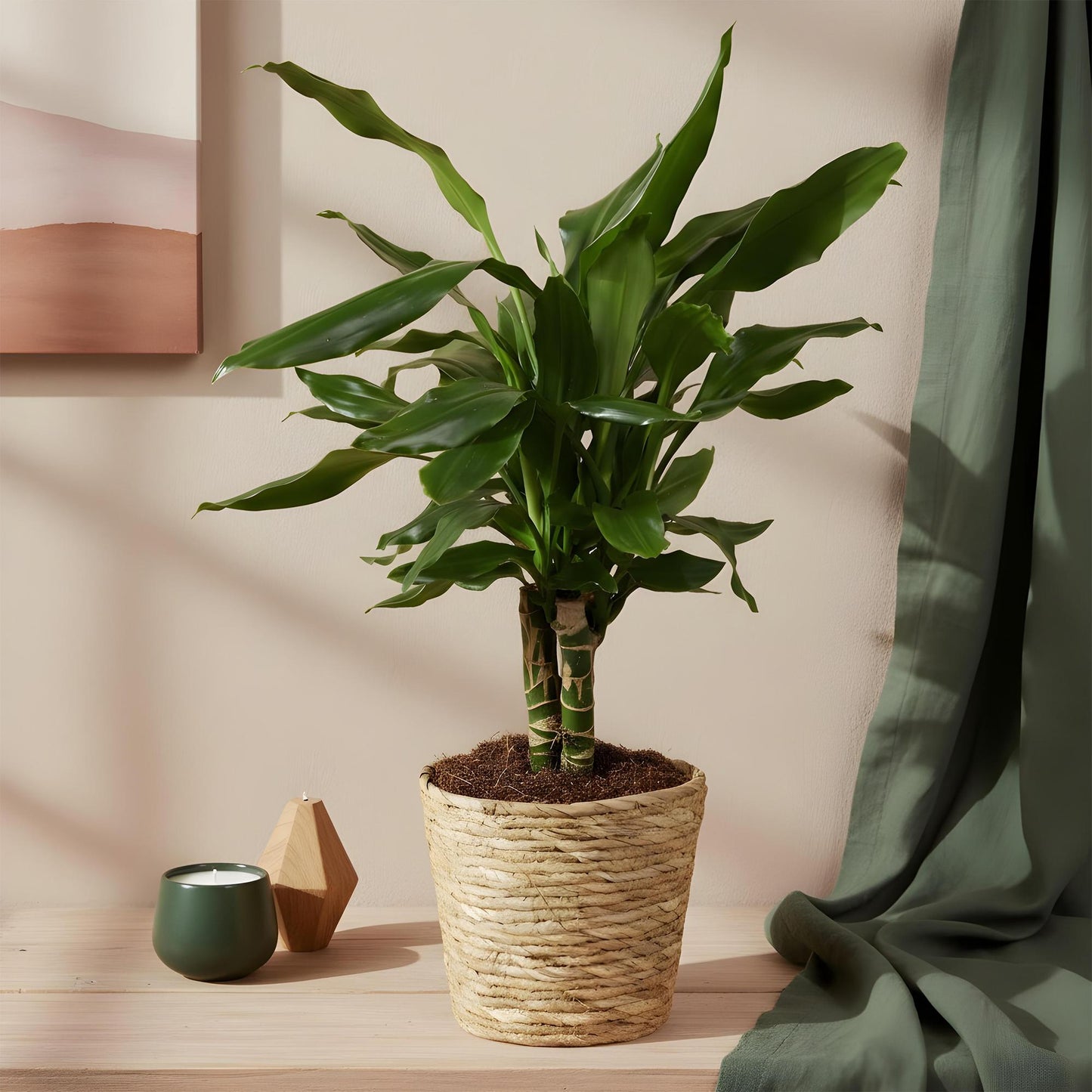 Green boutiQ - Zimmerpflanzen - Dracaena fragrans Steudneri - Drachenblutbaum - Wenig Pflege - mit Korb - Grün - 1 Pflanze - Topf 17cm - Höhe 50-55cm