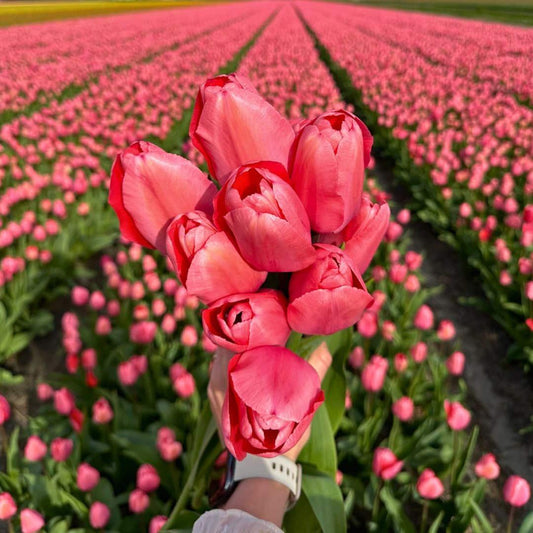 Flowerbulbs Amsterdam - Pink Impression - 15 Blumenzwiebeln - Gr��e 12+