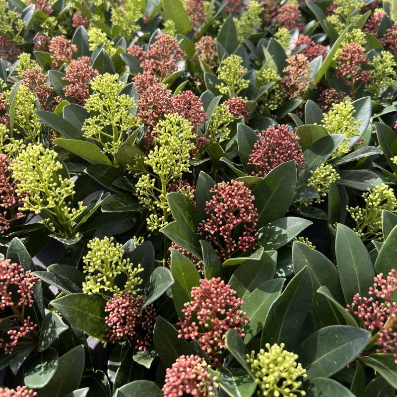 GreenboutiQ - Terrassenpflanze - Skimmia japonica Duo - Blüte Weiß & Rot - 40+ Blüten - 2 Pflanzen - Winterhart - Topf 19cm Höhe 60cm