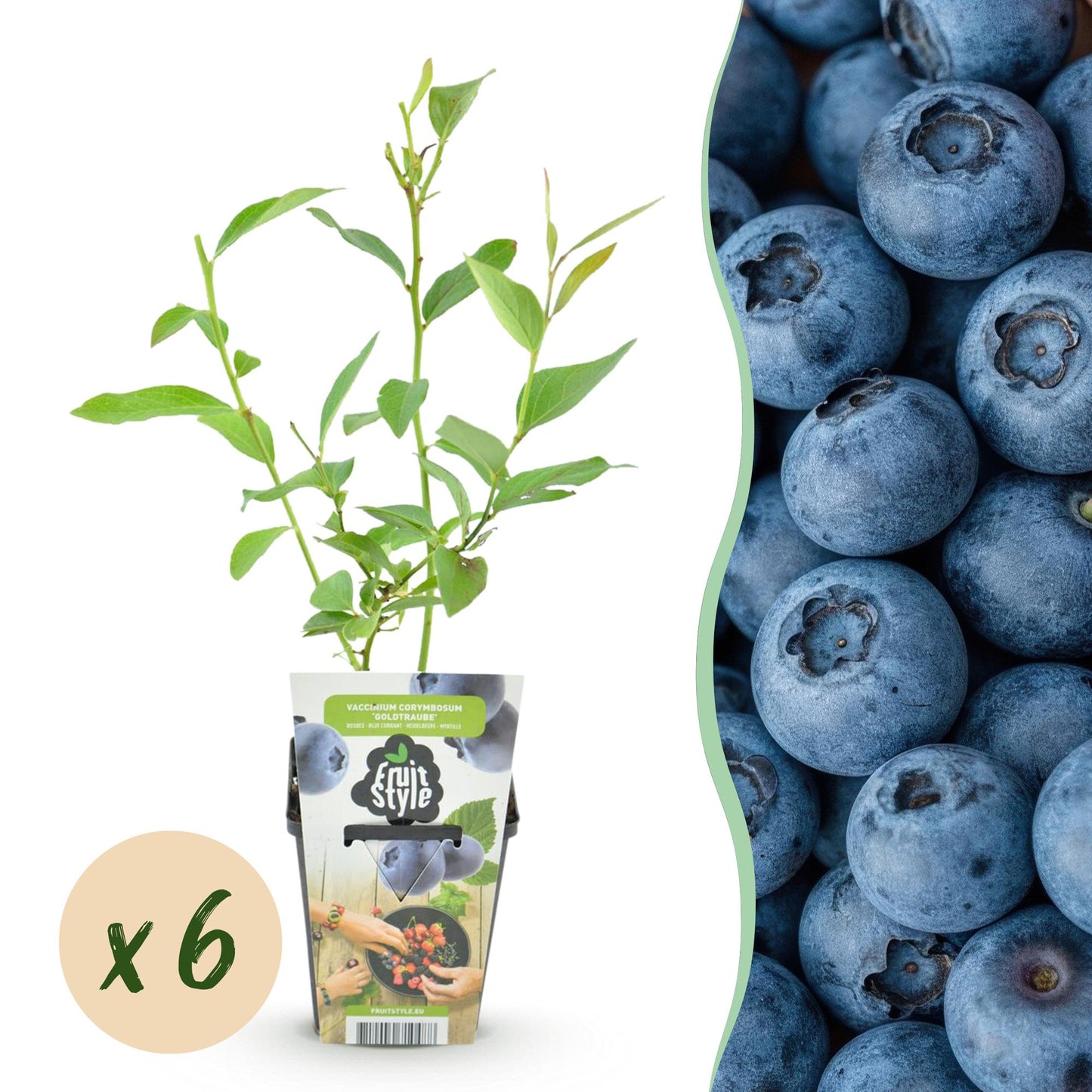 GreenboutiQ - Obstpflanzen - Blaubeere - Vaccinium corymbossum Goldtraube - Winterhart - 6 Pflanzen - Topf 9 cm - Blaubeere