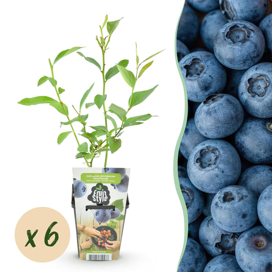 GreenboutiQ - Obstpflanzen - Blaubeere - Vaccinium corymbossum Goldtraube - Winterhart - 6 Pflanzen - Topf 9 cm - Blaubeere