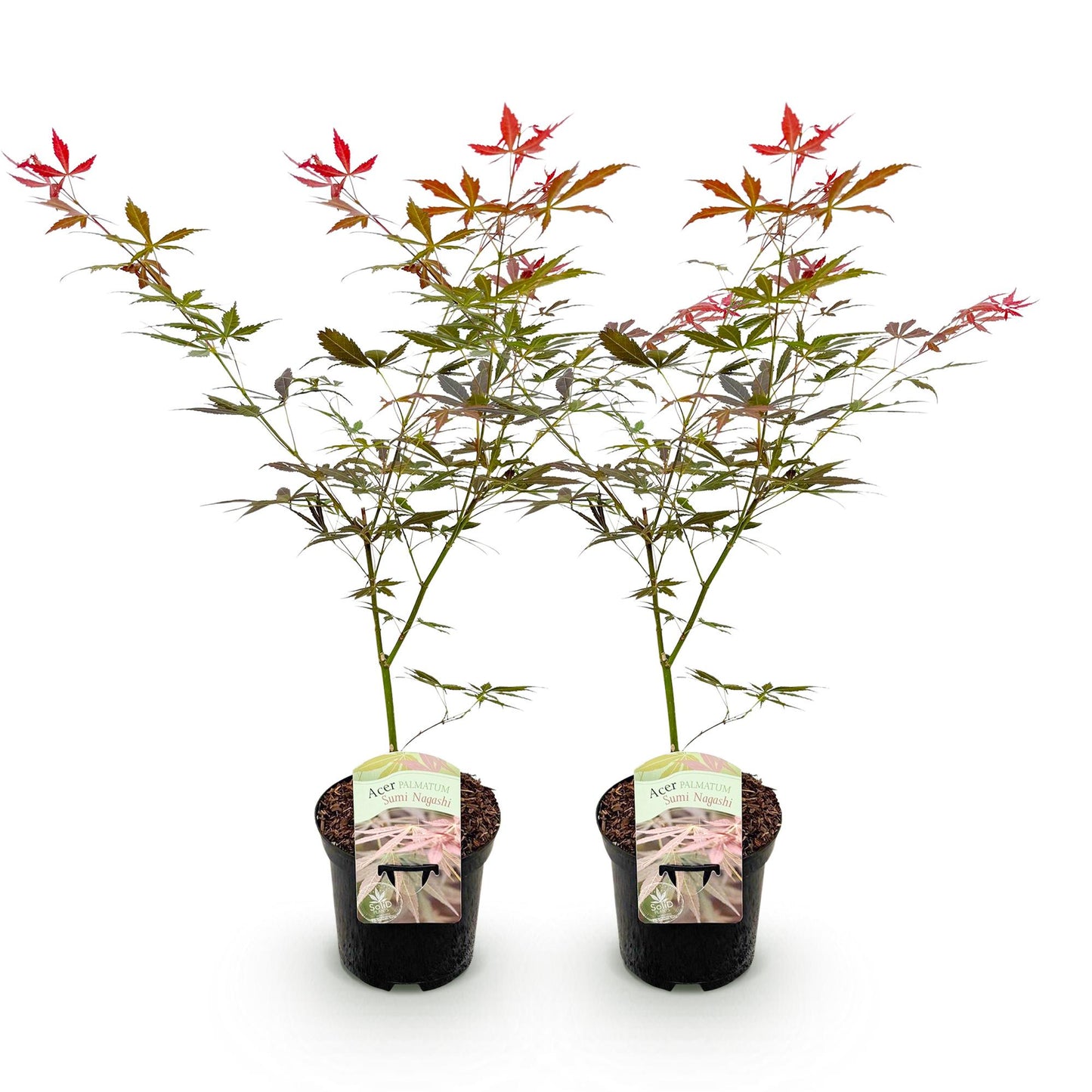 GreenboutiQ - Balkonpflanze - Japanischer Ahorn - Acer palmatum Sumi-nagashi - Rot - 2 Pflanzen - Laubabwerfend - Topf 19cm Höhe 70cm